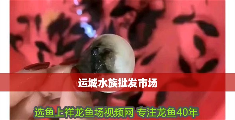 運城水族批發市場