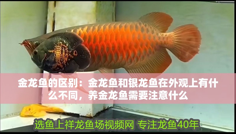 金龍魚的區別：金龍魚和銀龍魚在外觀上有什么不同，養金龍魚需要注意什么