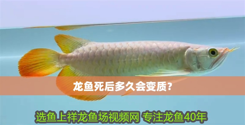 龍魚死后多久會變質？