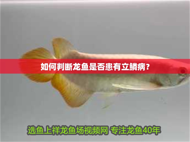 如何判斷龍魚是否患有立鱗病？
