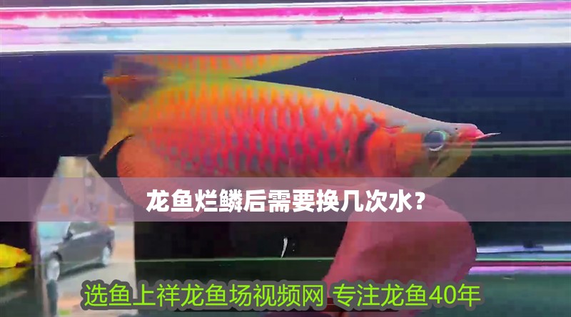 龍魚爛鱗后需要換幾次水？