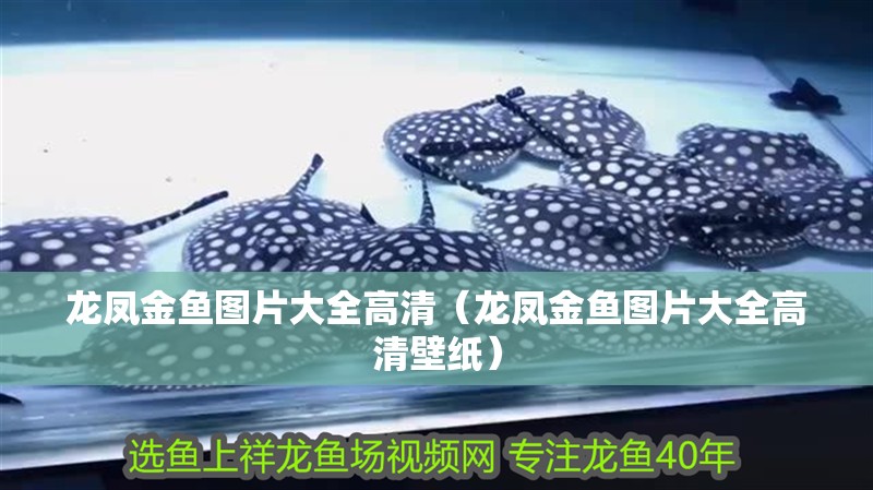龍鳳金魚圖片大全高清（龍鳳金魚圖片大全高清壁紙）