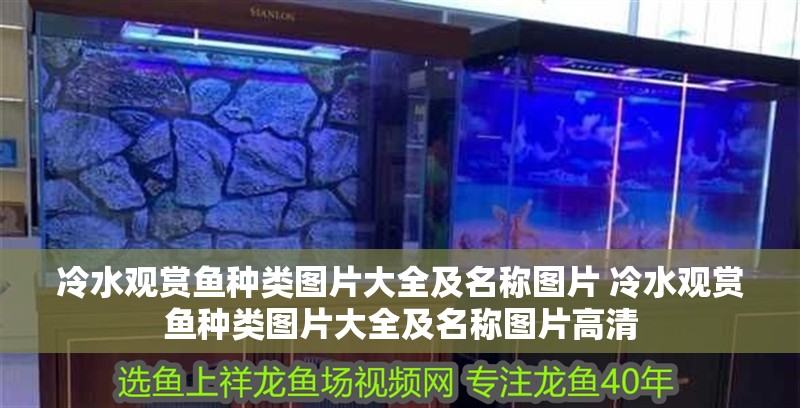 冷水觀賞魚種類圖片大全及名稱圖片 冷水觀賞魚種類圖片大全及名稱圖片高清