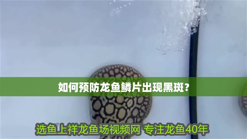 如何預防龍魚鱗片出現黑斑？