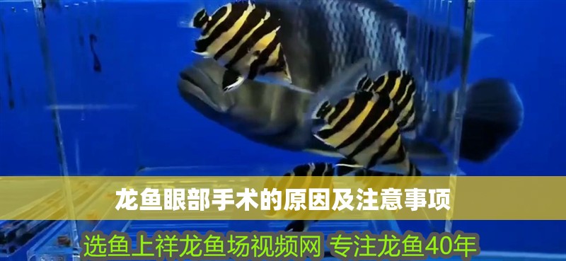 龍魚眼部手術(shù)的原因及注意事項(xiàng)