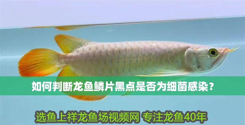 如何判斷龍魚鱗片黑點(diǎn)是否為細(xì)菌感染？
