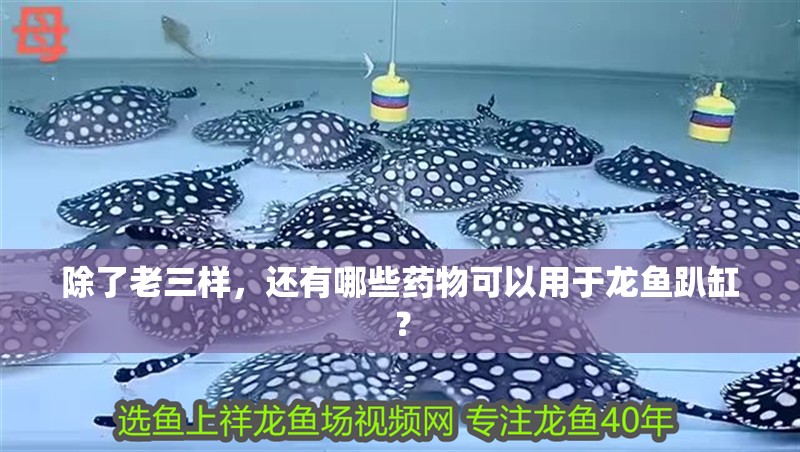 除了老三樣，還有哪些藥物可以用于龍魚趴缸？