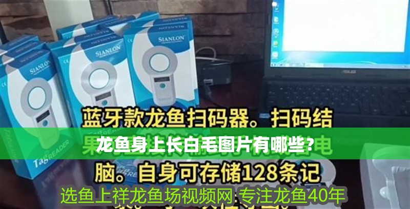 龍魚身上長白毛圖片有哪些？