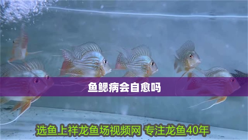 魚鰓病會自愈嗎