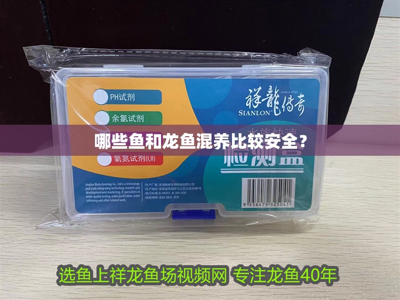 哪些魚和龍魚混養比較安全？