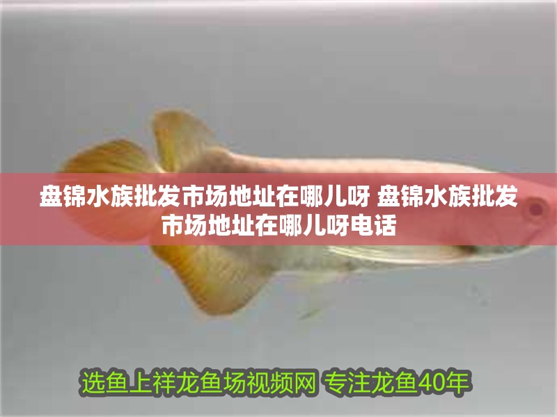 盤錦水族批發市場地址在哪兒呀 盤錦水族批發市場地址在哪兒呀電話