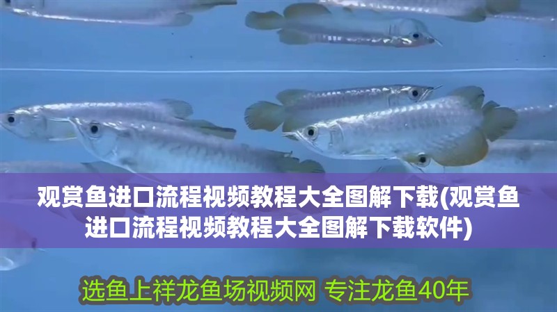 觀賞魚進口流程視頻教程大全圖解下載(觀賞魚進口流程視頻教程大全圖解下載軟件)