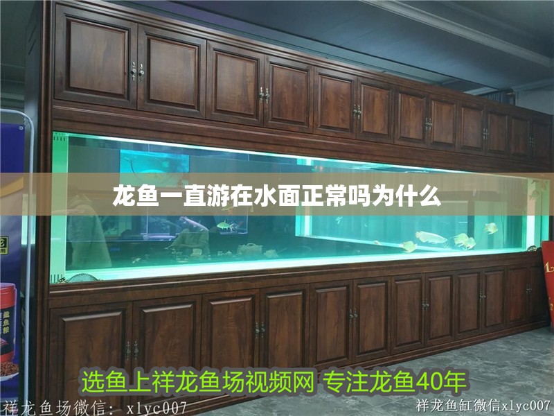 龍魚一直游在水面正常嗎為什么