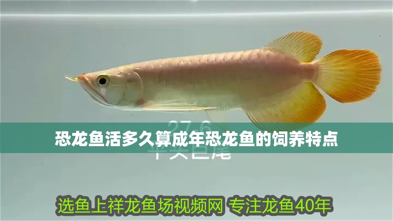 恐龍魚活多久算成年恐龍魚的飼養(yǎng)特點
