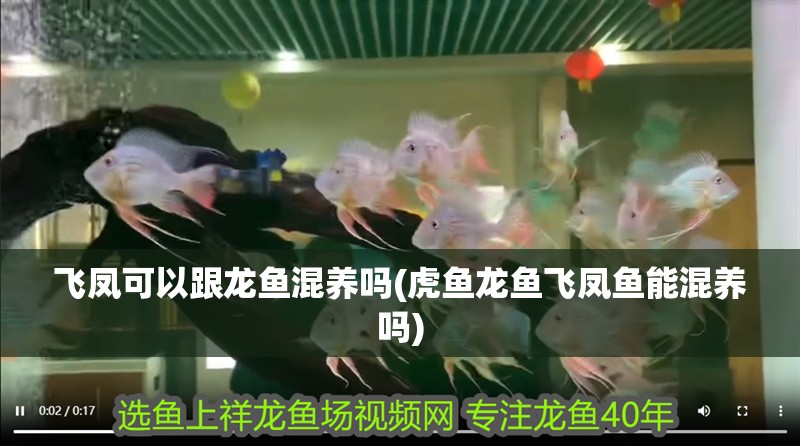 飛鳳可以跟龍魚混養嗎(虎魚龍魚飛鳳魚能混養嗎)