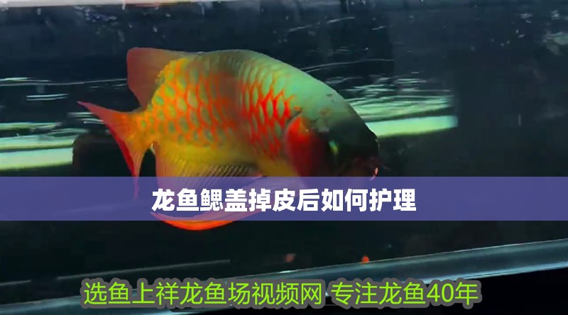龍魚鰓蓋掉皮后如何護理