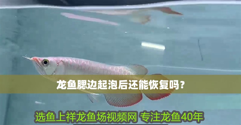 龍魚腮邊起泡后還能恢復嗎？