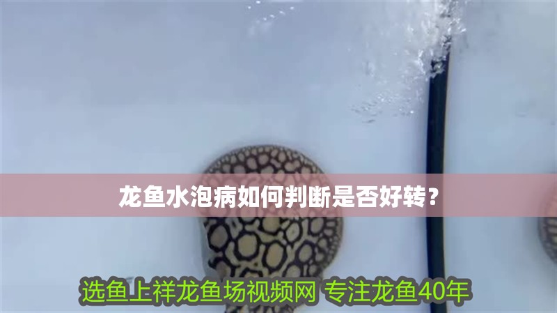 龍魚水泡病如何判斷是否好轉(zhuǎn)？