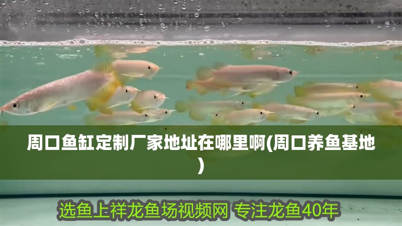<strong><mark>周口</mark></strong>魚缸定制廠家地址在哪里啊(<strong><mark>周口</mark></strong>養魚基地)