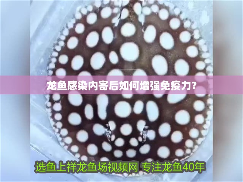 龍魚感染內寄后如何增強免疫力？