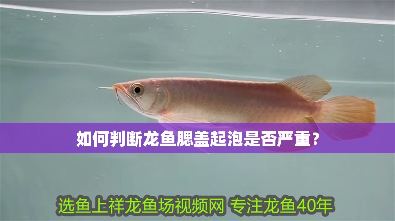 如何判斷龍魚腮蓋起泡是否嚴重？