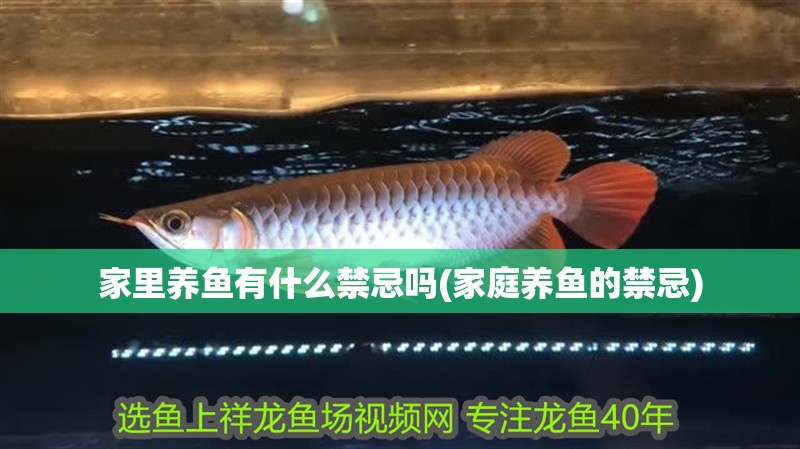 家里養魚有什么禁忌嗎(家庭養魚的禁忌)