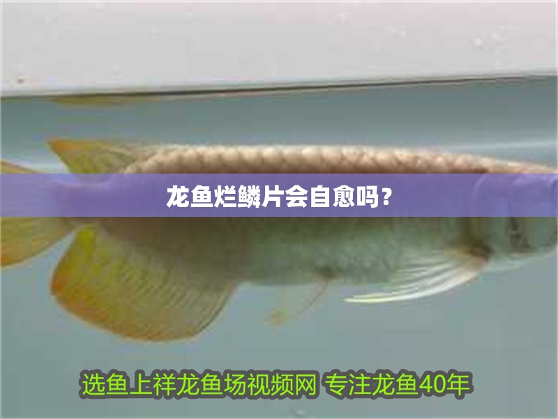 龍魚爛鱗片會自愈嗎？