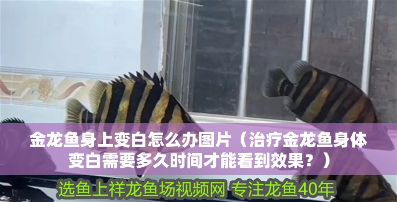 金龍魚(yú)身上變白怎么辦圖片（治療金龍魚(yú)身體變白需要多久時(shí)間才能看到效果？）