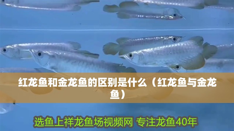 紅龍魚和金龍魚的區(qū)別是什么（紅龍魚與金龍魚）