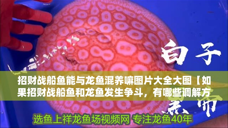 招財(cái)戰(zhàn)船魚能與龍魚混養(yǎng)嘛圖片大全大圖【如果招財(cái)戰(zhàn)船魚和龍魚發(fā)生爭斗，有哪些調(diào)解方法可以嘗試？】