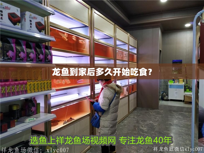 龍魚到家后多久開始吃食？