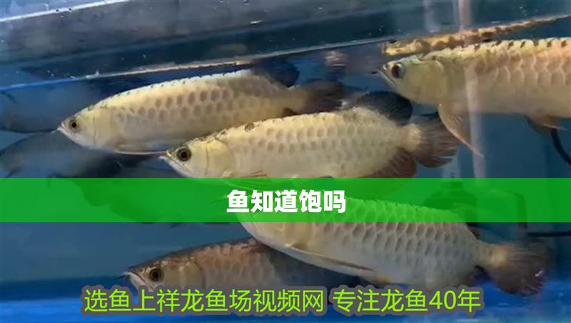 魚知道飽嗎 全國水族館企業名錄 第2張 魚知道飽嗎 魚知道飽嗎 全國水族館企業名錄 第2張