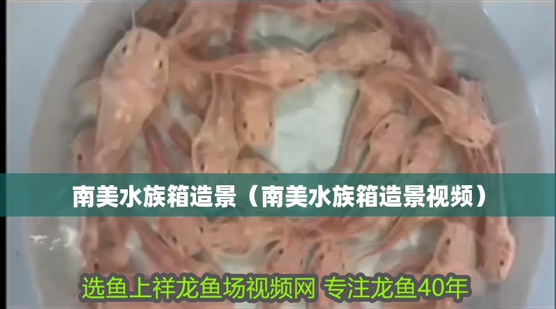南美水族箱造景（南美水族箱造景視頻）
