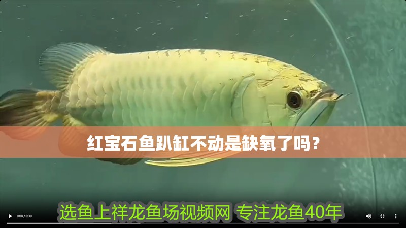 紅寶石魚趴缸不動是缺氧了嗎？