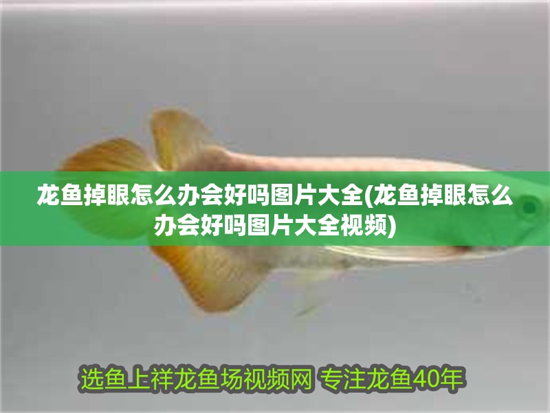 龍魚掉眼怎么辦會(huì)好嗎圖片大全(龍魚掉眼怎么辦會(huì)好嗎圖片大全視頻)