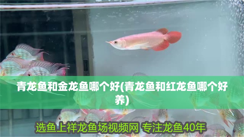 青龍魚和金龍魚哪個(gè)好(青龍魚和紅龍魚哪個(gè)好養(yǎng))