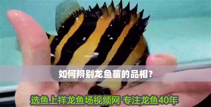 如何辨別龍魚苗的品相？