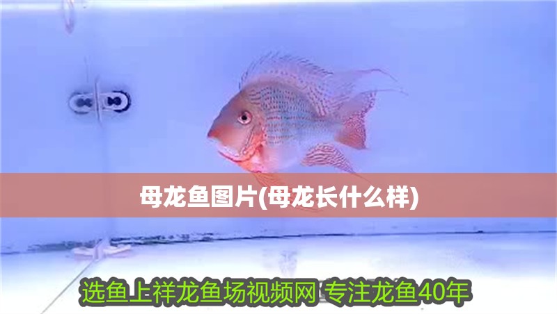 母龍魚圖片(母龍長什么樣)
