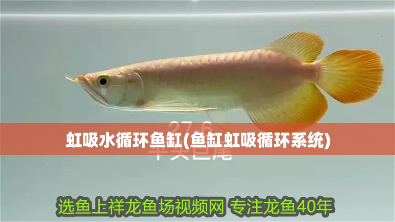 虹吸水循環魚缸(魚缸虹吸循環系統)