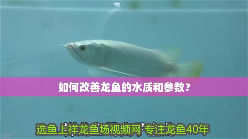 如何改善龍魚的水質(zhì)和參數(shù)？