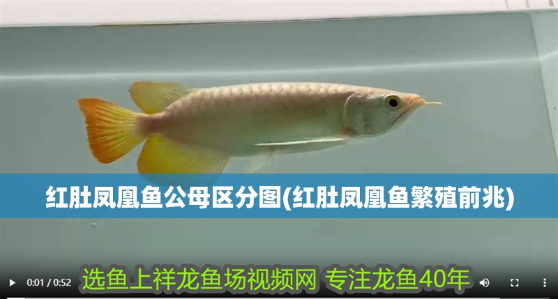 紅肚鳳凰魚公母區分圖(紅肚鳳凰魚繁殖前兆)