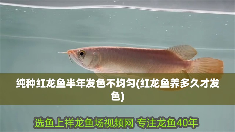 純種紅龍魚半年發色不均勻(紅龍魚養多久才發色)
