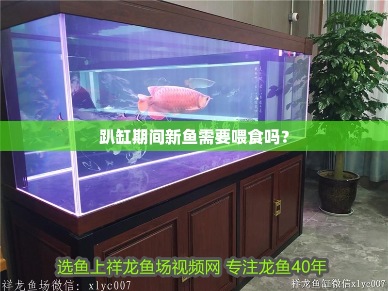 趴缸期間新魚(yú)需要喂食嗎？