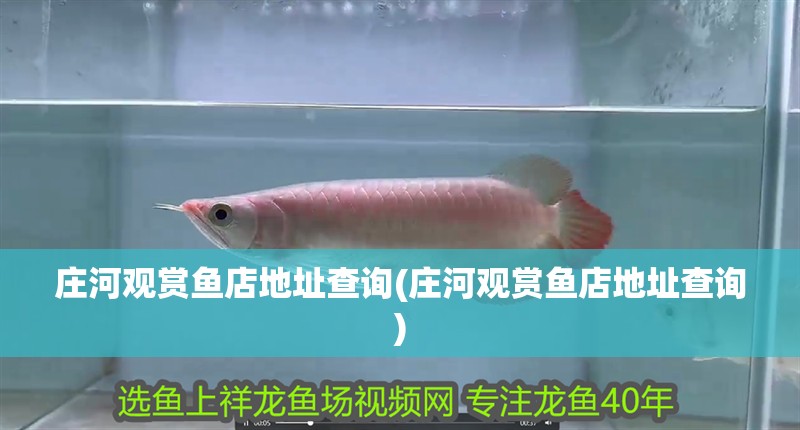 莊河觀賞魚店地址查詢(莊河觀賞魚店地址查詢)