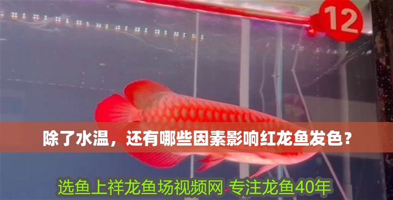 除了水溫，還有哪些因素影響紅龍魚發色？