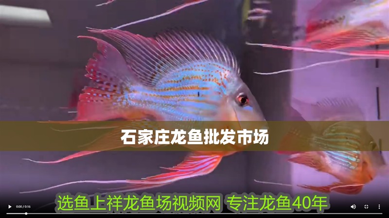 石家莊龍魚批發(fā)市場(chǎng)