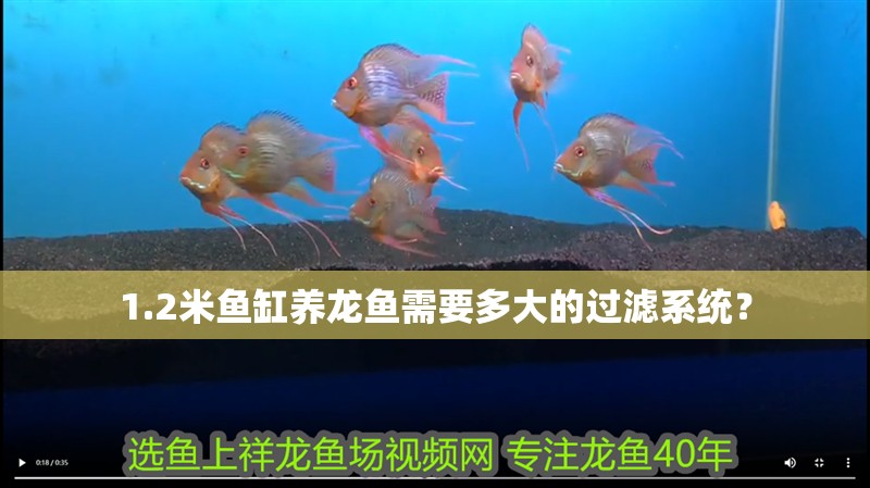 1.2米魚缸養(yǎng)龍魚需要多大的過濾系統(tǒng)？