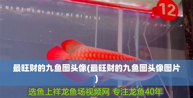 最旺財?shù)木鹏~圖頭像(最旺財?shù)木鹏~圖頭像圖片)