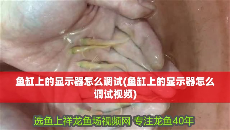魚缸上的顯示器怎么調試(魚缸上的顯示器怎么調試視頻)