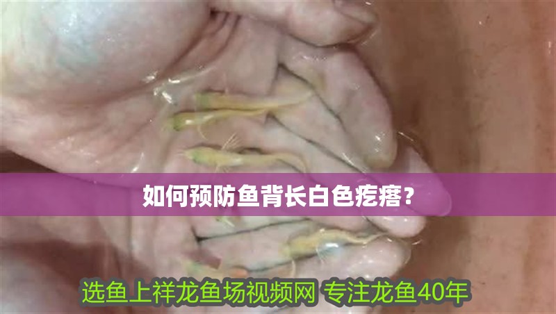 如何預(yù)防魚背長白色疙瘩？